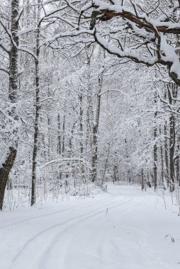 Karlı beyaz kış yolu küçük kırsal ormanda. Fotoğraf soğuk bir kış gününde çekildi..