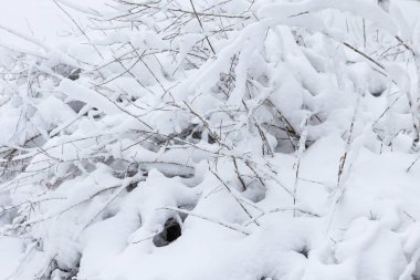 Kar detaylarının fotoğrafını çek. Fotoğraf beyaz bir kış gününde çekildi, Aralık 'ta..