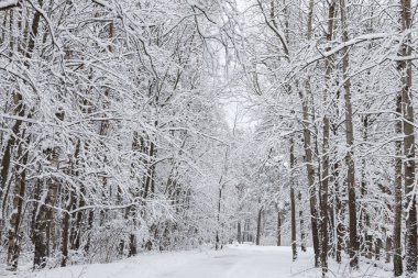 Karlı beyaz kış yolu küçük kırsal ormanda. Fotoğraf soğuk bir kış gününde çekildi..