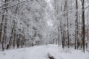 Karlı beyaz kış yolu küçük kırsal ormanda. Fotoğraf soğuk bir kış gününde çekildi..