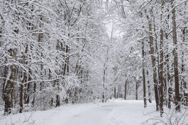 Karlı beyaz kış yolu küçük kırsal ormanda. Fotoğraf soğuk bir kış gününde çekildi..
