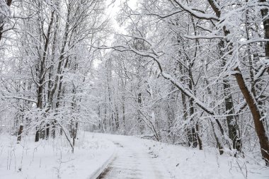 Karlı beyaz kış yolu küçük kırsal ormanda. Fotoğraf soğuk bir kış gününde çekildi..