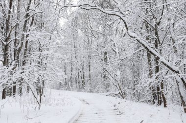 Karlı beyaz kış yolu küçük kırsal ormanda. Fotoğraf soğuk bir kış gününde çekildi..