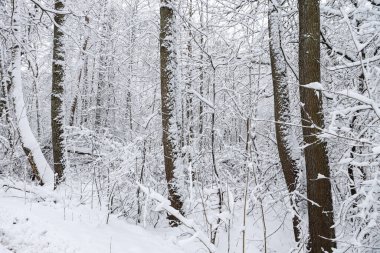 Karlı, karlı, beyaz kış manzarası. Fotoğraf bulutlu bir kış gününde çekildi..