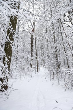 Karlı, karlı, beyaz kış manzarası. Fotoğraf bulutlu bir kış gününde çekildi..