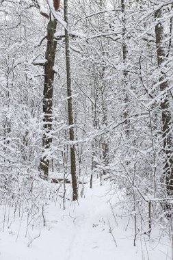 Karlı, karlı, beyaz kış manzarası. Fotoğraf bulutlu bir kış gününde çekildi..