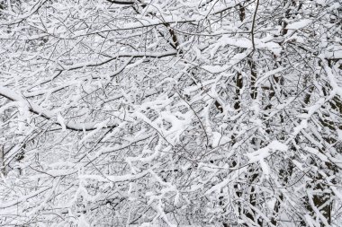 Karlı, karlı, beyaz kış manzarası. Fotoğraf bulutlu bir kış gününde çekildi..