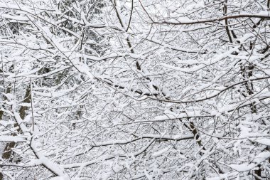 Karlı, karlı, beyaz kış manzarası. Fotoğraf bulutlu bir kış gününde çekildi..