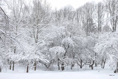 Karlı, karlı, beyaz kış manzarası. Fotoğraf bulutlu bir kış gününde çekildi..