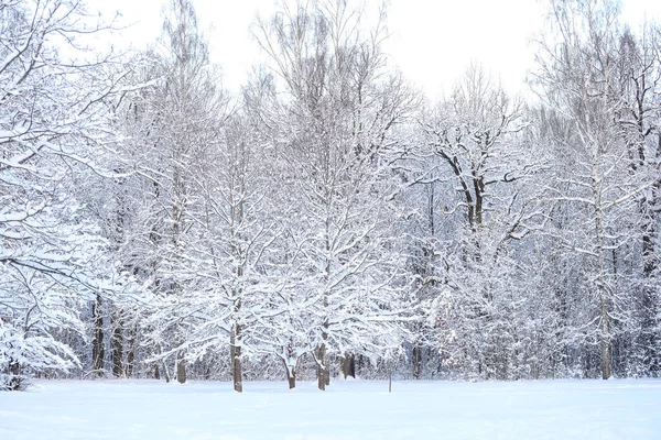 Snowy Winter Snow Covered Landscape Photography Photo Taken December Day — Stock Photo, Image