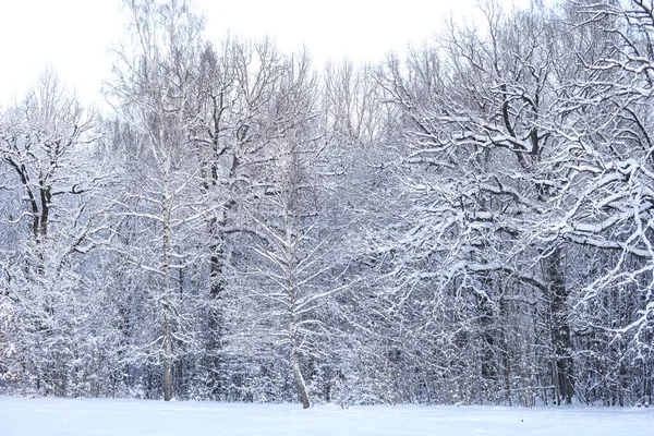 Karlı kış karı manzara fotoğrafçılığını kapladı. Fotoğraf Aralık 'ta çekildi..