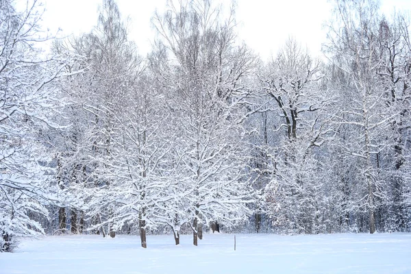 Karlı kış karı manzara fotoğrafçılığını kapladı. Fotoğraf Aralık 'ta çekildi..