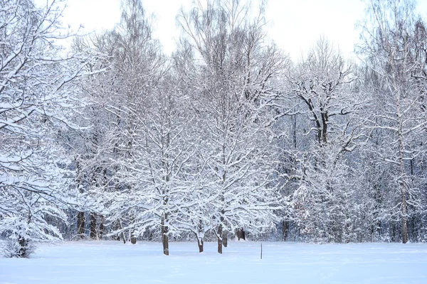 Karlı kış karı manzara fotoğrafçılığını kapladı. Fotoğraf Aralık 'ta çekildi..