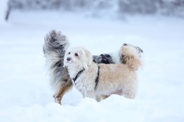 Zwei Hunde Stehen Schnee Und Beschnuppern Sich Gegenseitig Foto Aufgenommen — Stockfoto