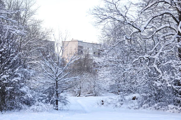 Güzel beyaz kar tarlaları ve orman manzarası. Fotoğraf Aralık 'ta çekildi..