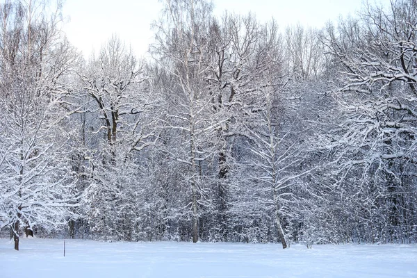 Güzel beyaz kar tarlaları ve orman manzarası. Fotoğraf Aralık 'ta çekildi..