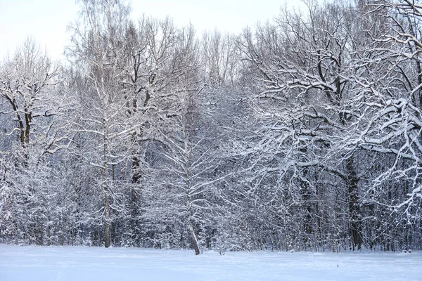 Güzel beyaz kar tarlaları ve orman manzarası. Fotoğraf Aralık 'ta çekildi..