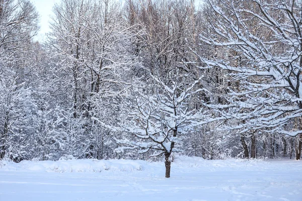 Güzel beyaz kar tarlaları ve orman manzarası. Fotoğraf Aralık 'ta çekildi..