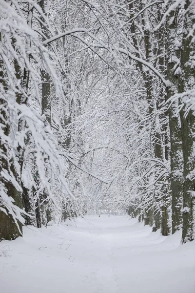 Snövit Vinter Landskap Utsikt Med Skog Gågata Foto Tagen Kall — Stockfoto