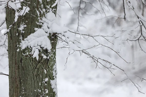 Kar detaylarının fotoğrafını çek. Fotoğraf beyaz bir kış gününde çekildi, Aralık 'ta..