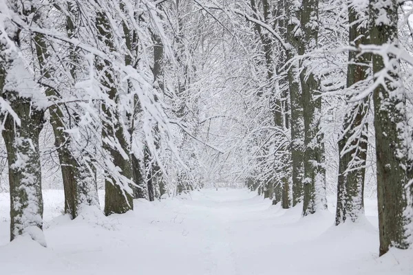 Karlı beyaz kış manzarası ve orman yayaları. Fotoğraf soğuk bir kış gününde çekildi..