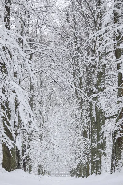 Snövit Vinter Landskap Utsikt Med Skog Gågata Foto Tagen Kall — Stockfoto