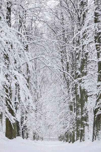 Snövit Vinter Landskap Utsikt Med Skog Gågata Foto Tagen Kall — Stockfoto