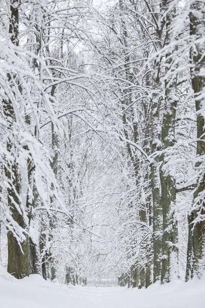 Karlı beyaz kış manzarası ve orman yayaları. Fotoğraf soğuk bir kış gününde çekildi..