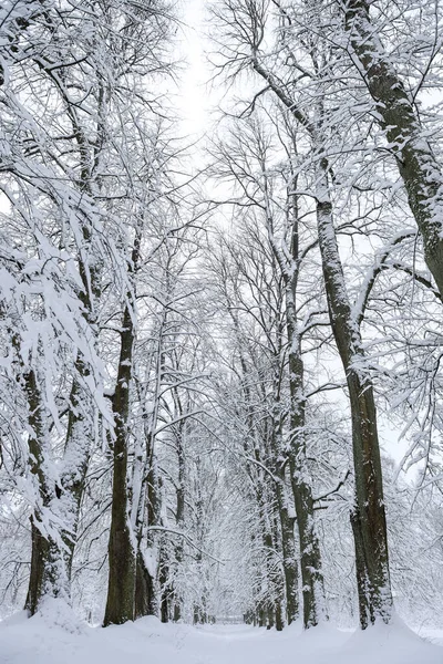 Karlı beyaz kış manzarası ve orman yayaları. Fotoğraf soğuk bir kış gününde çekildi..