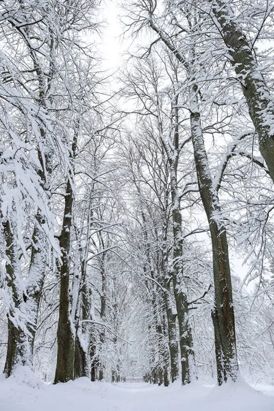 Snövit Vinter Landskap Utsikt Med Skog Gågata Foto Tagen Kall — Stockfoto