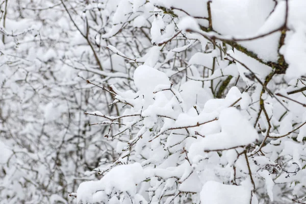 Üzerine büyük kar yağan küçük orman çalılarının detaylı fotoğraflarını çek. Fotoğraf soğuk bir Aralık gününde çekildi..