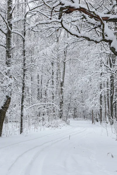 Snövit Vinterväg Genom Liten Landskapsskog Foto Tagen Kall Vinterdag — Stockfoto