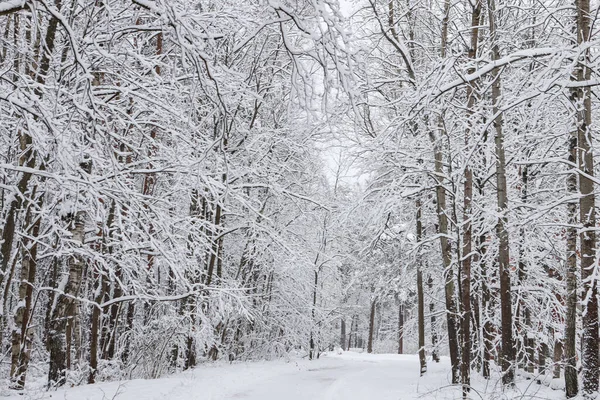 Karlı beyaz kış yolu küçük kırsal ormanda. Fotoğraf soğuk bir kış gününde çekildi..