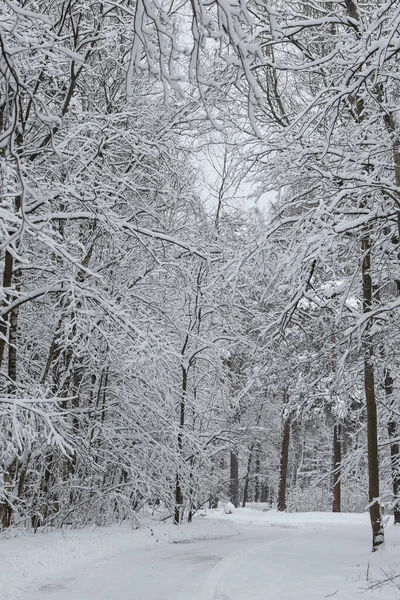 Karlı beyaz kış yolu küçük kırsal ormanda. Fotoğraf soğuk bir kış gününde çekildi..