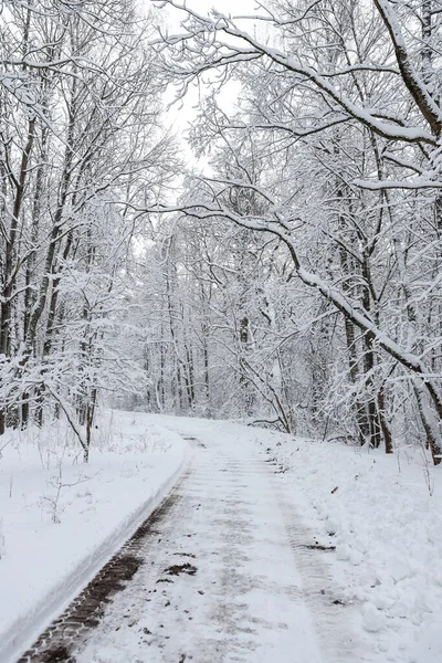 Karlı beyaz kış yolu küçük kırsal ormanda. Fotoğraf soğuk bir kış gününde çekildi..