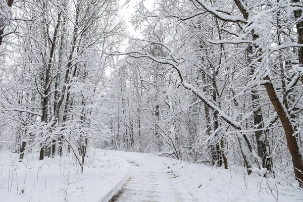 Snövit Vinterväg Genom Liten Landskapsskog Foto Tagen Kall Vinterdag — Stockfoto