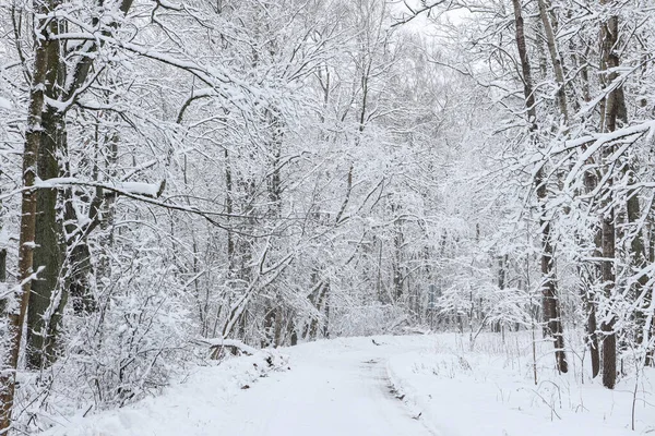 Snövit Vinterlandskap Med Snö Foto Tagen Mulen Vinterdag — Stockfoto