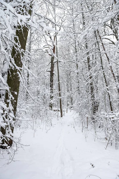 Karlı, karlı, beyaz kış manzarası. Fotoğraf bulutlu bir kış gününde çekildi..