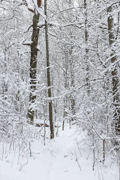 Karlı, karlı, beyaz kış manzarası. Fotoğraf bulutlu bir kış gününde çekildi..