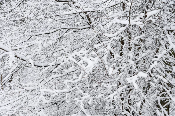 Karlı, karlı, beyaz kış manzarası. Fotoğraf bulutlu bir kış gününde çekildi..