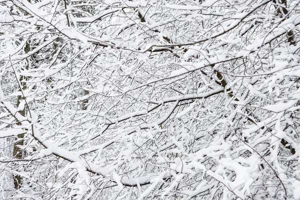 Karlı, karlı, beyaz kış manzarası. Fotoğraf bulutlu bir kış gününde çekildi..