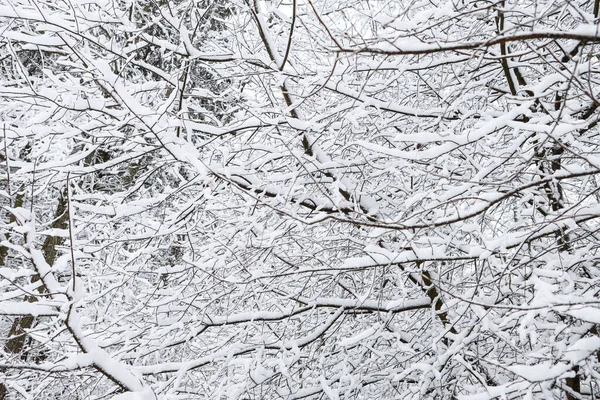 Karlı, karlı, beyaz kış manzarası. Fotoğraf bulutlu bir kış gününde çekildi..