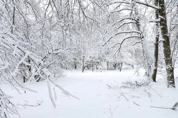 Snövit Vinterlandskap Med Snö Foto Tagen Mulen Vinterdag — Stockfoto