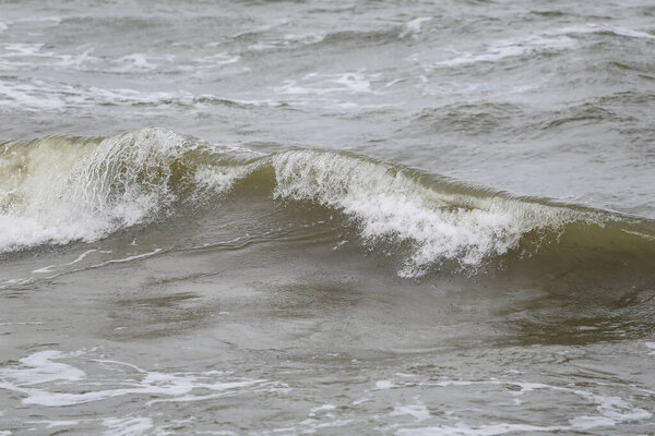 Закрыть балтийские морские вазы детали текстуры вблизи берега Балтийского моря. Фотография сделана в теплый пасмурный день осенью.