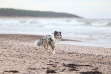 Mavi merle Shetland Çoban Köpeği Sheltie Baltık Denizi yakınlarında kumların üzerinde duruyor.