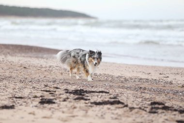 Mavi merle Shetland Çoban Köpeği Sheltie Baltık Denizi yakınlarında kumların üzerinde duruyor.