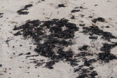 Siyah deniz yosunu kıyı manzarasını kapatın. Fotoğraf bir sonbahar gününde çekildi..