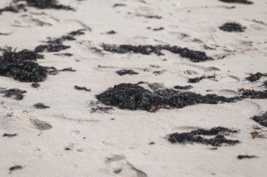 Siyah deniz yosunu kıyı manzarasını kapatın. Fotoğraf bir sonbahar gününde çekildi..