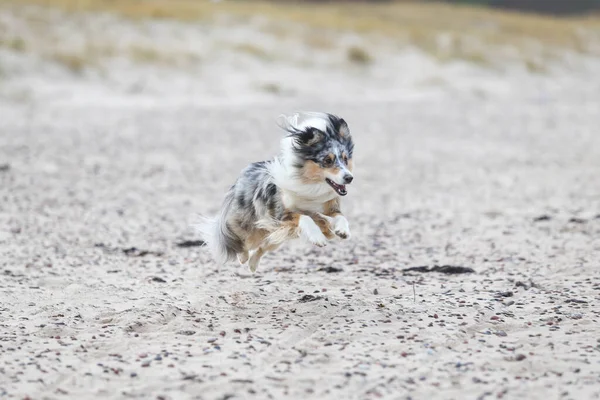 Perro Pastor Azul Merle Shetland Corriendo Cerca Del Mar Báltico —  Fotos de Stock