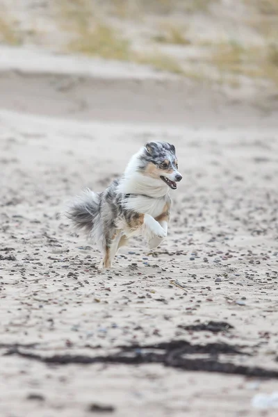 Blue Merle Shetland Sheepdog Running Baltic Sea Sand Many Small — Stock Photo, Image